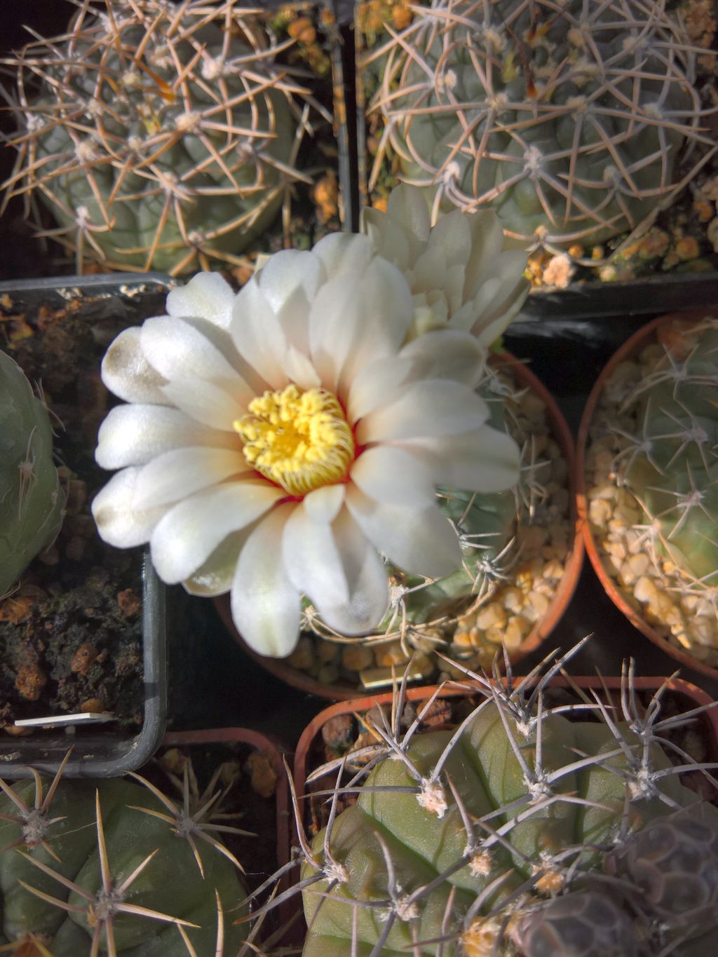 Gymnocalycium guehlianum